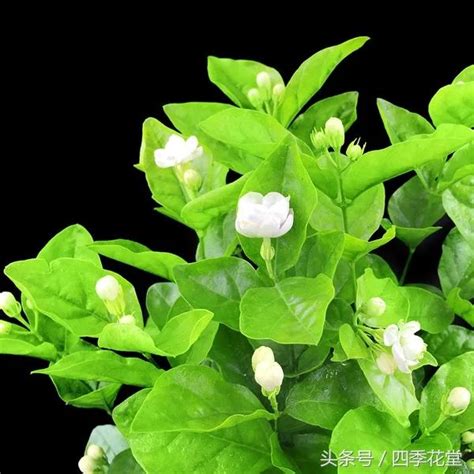 茉莉花 澆水|茉莉花的種植方法：養護、修剪、澆水、施肥、換盆……一篇教會。